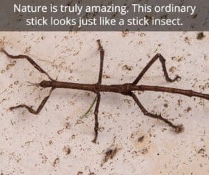 Stick insect