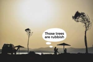 Those trees are rubbish