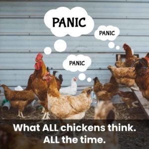 What chickens think