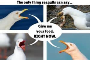 Seagulls