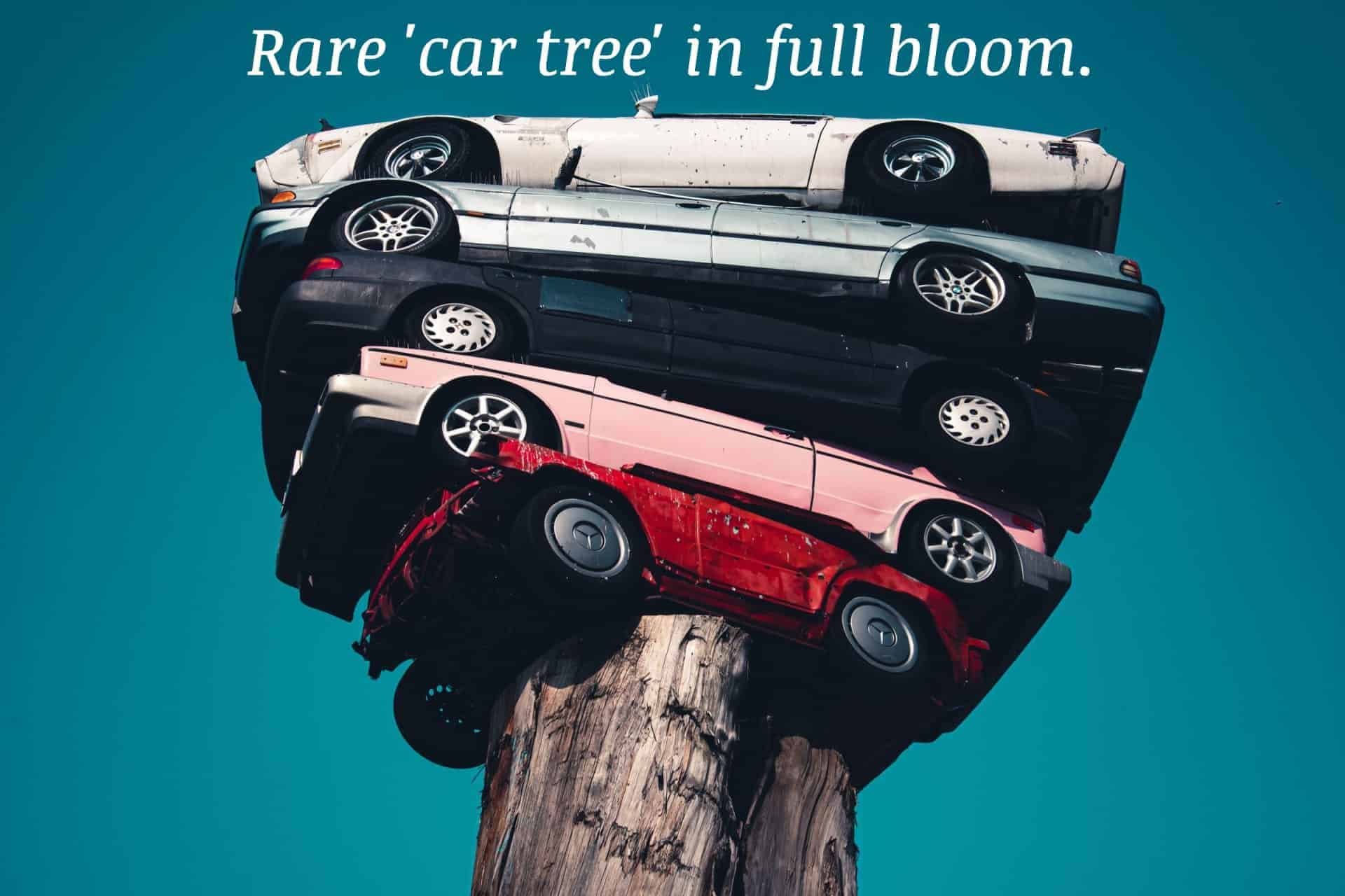 Car tree