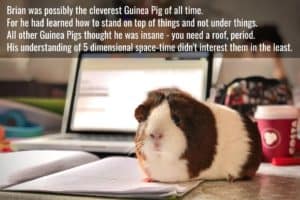 Guinea Pig