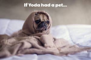 Yoda