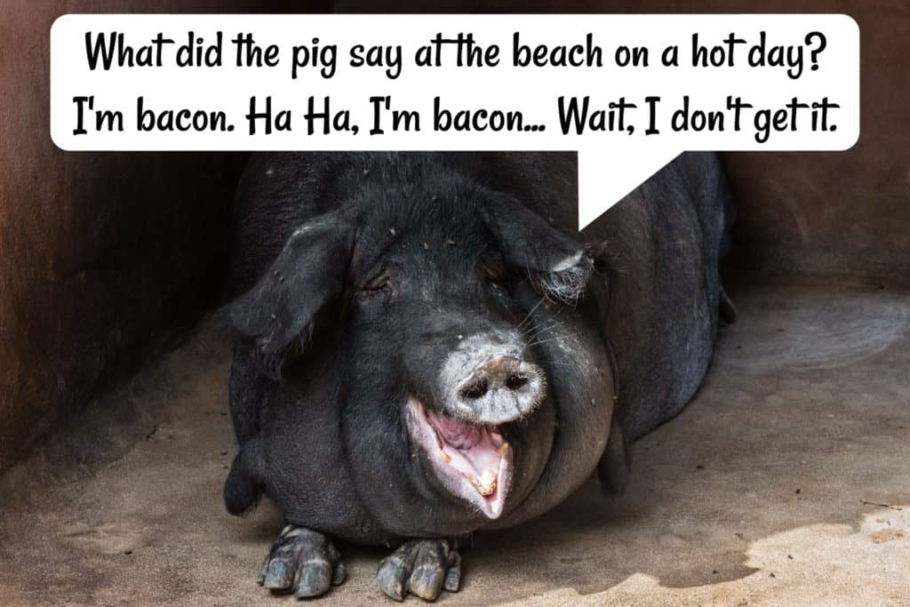 Pig