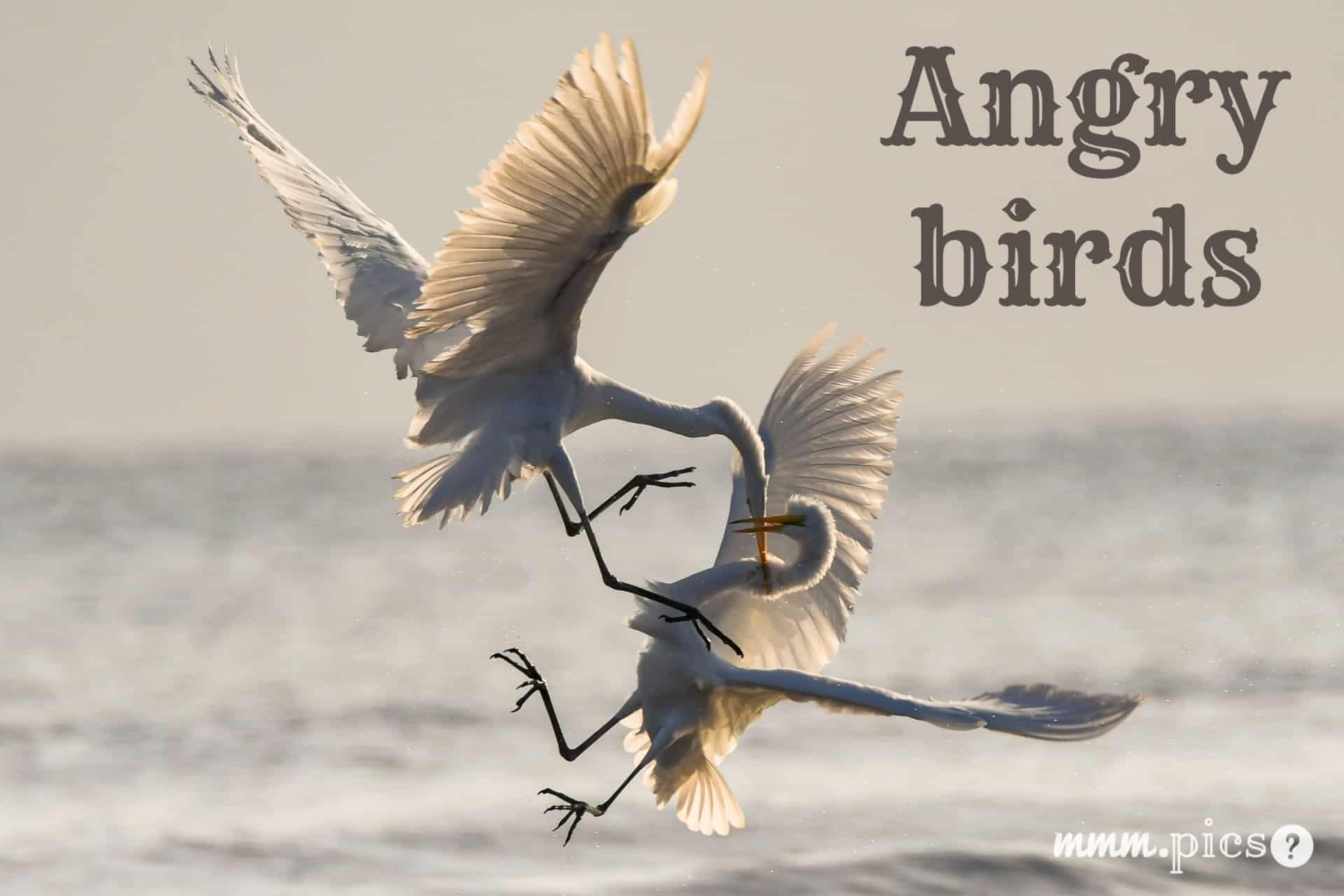 Birds